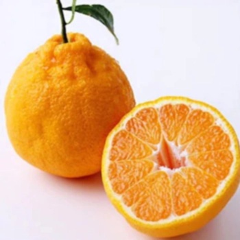 제주 한라봉(3KG) 원산지:국내산