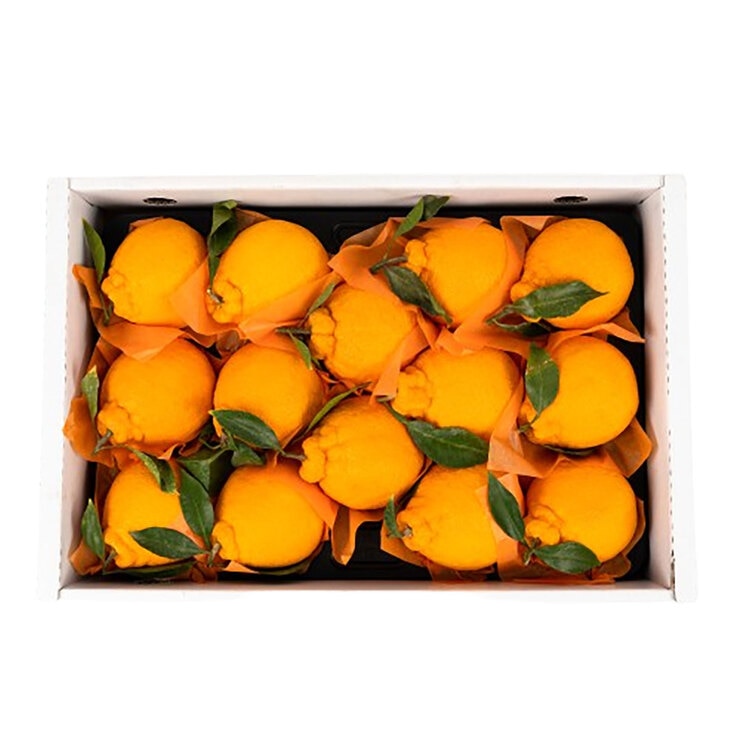 제주 한라봉 5kg